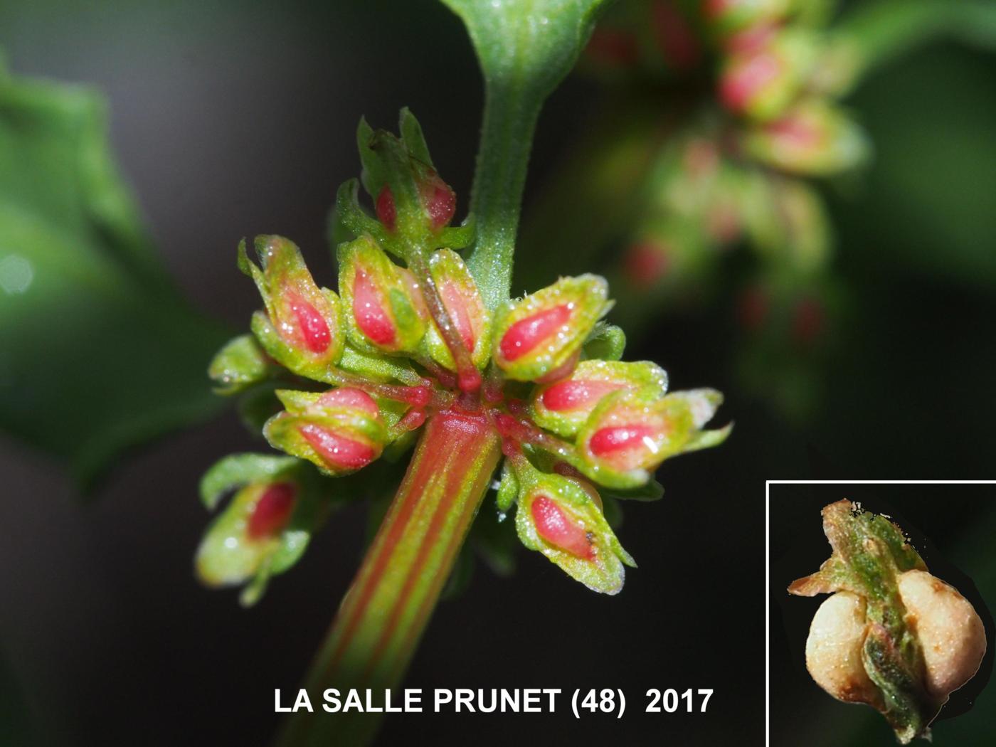 Dock, Clustered fruit